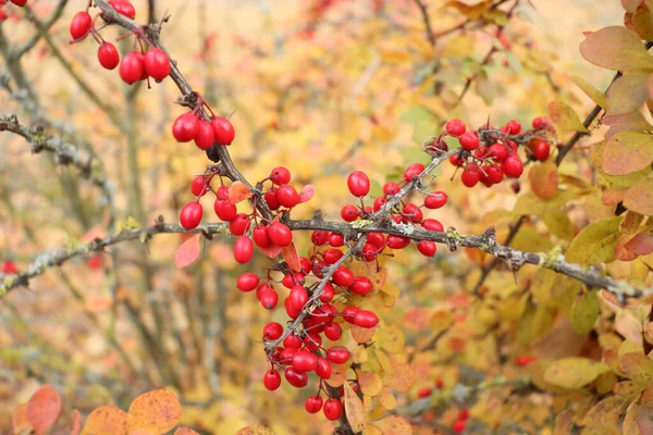 Träd Gren Med Många Ljusa Röda Bär Framför Gula Blad — Stockfoto