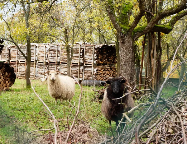 Uma Ovelha Marrom Uma Ovelha Branca Campo Com Lenha Árvores — Fotografia de Stock