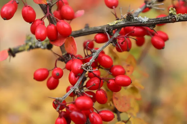 Bright Red Berries Brown Branch Yellow Leaves Background Fall Day — Stock Photo, Image