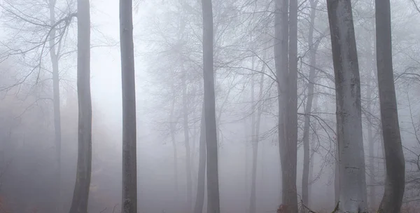 Niebla Pesada Alrededor Árboles Desnudos Bosque Del Palatinado Alemania Día —  Fotos de Stock