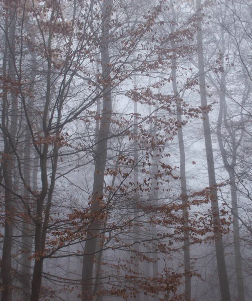 Árbol Con Hojas Marrones Día Otoño Muy Brumoso Bosque Del —  Fotos de Stock