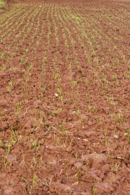 Bir sonbahar günü Almanya 'nın kırsal kesimindeki bir tarlada kahverengi topraklarda büyüyen yeşil filizler. 