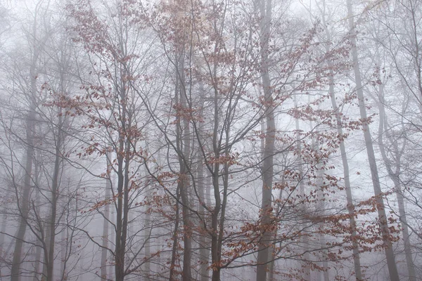 Derebeyi Ormanı Nda Çok Sisli Bir Gün Almanya Bir Sonbahar — Stok fotoğraf