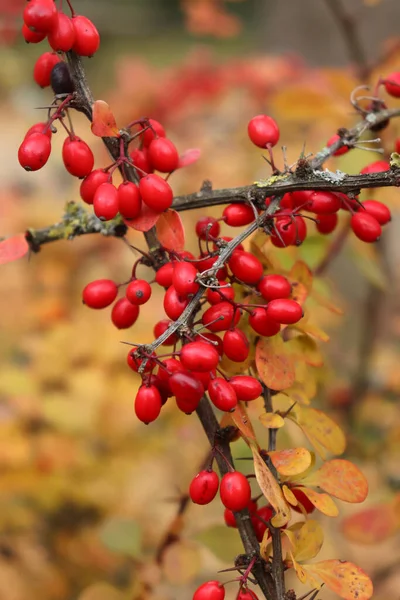 Ett Gäng Röda Bär Gren Med Gula Blad Höstdag Landsbygden — Stockfoto