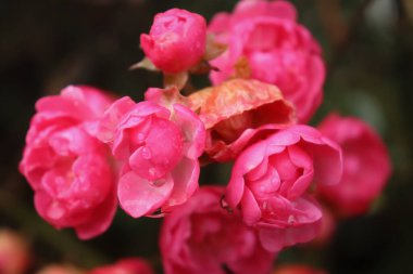 Kırsal Almanya 'da bir sonbahar günü yapraklarında su damlacıkları olan parlak pembe çiçekler.,