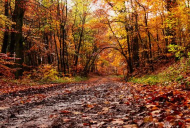 Yerde ölü yapraklar Germay 'in Palatinate ormanında canlı renkli yapraklarla dolu bir sonbahar gününde yürüyen bir patikaya doğru eğilmiş bir ağaca çıkıyor..