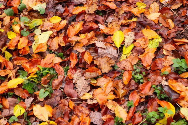 Folhas Castanhas Alaranjadas Amarelas Verdes Chão Floresta Palatinada Alemanha Num — Fotografia de Stock