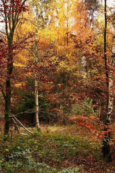 德国帕拉廷森林中 秋天的一天 在绿色植物的前面 树上有黄色 橙色和红色的叶子 — 图库照片