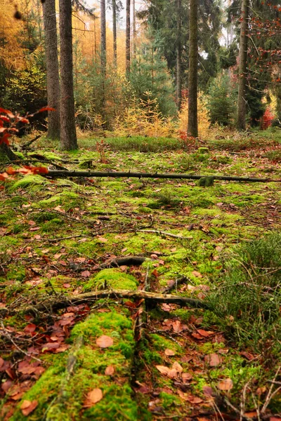 독일에서 쓰러진 나뭇가지와 형형색색 의나무들이 뒤섞여 바닥에서 자라고 — 스톡 사진