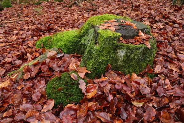 Tree Stump Covered Moss Surrounded Dead Brown Leaves Palatinate Forest — 스톡 사진