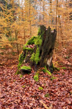 Almanya 'nın Palatinate ormanında bir sonbahar günü, sarı ağaçların önündeki bir düzlükte, yosun kaplı bir ağacın etrafındaki ölü kahverengi yapraklar..