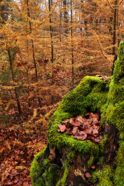 Brown Leaves Moss Covered Tree Stump Front Yellow Trees Fall — Fotografia de Stock