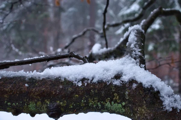 Δέντρο Κλαδί Καλυμμένο Χιόνι Και Πάγο Μια Κρύα Ομιχλώδη Ημέρα — Φωτογραφία Αρχείου