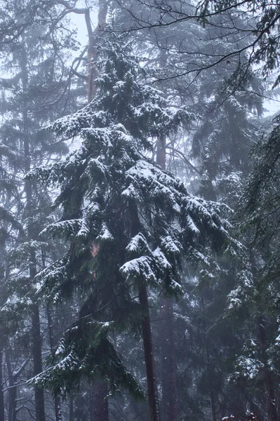 Grüner Baum Mit Weichem Weißen Schnee Bedeckt Einem Nebligen Herbsttag — Stockfoto