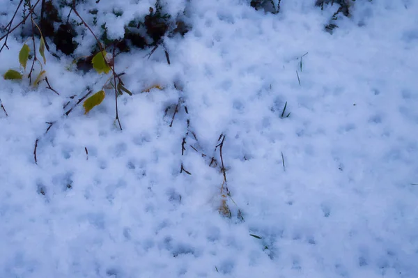 Holes Fresh Snow Cold Fall Day Palatinate Forest Germany — Stock Photo, Image