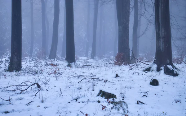 Fog Trees Cold Snowy Fall Day Palatinate Forest Germany — ストック写真