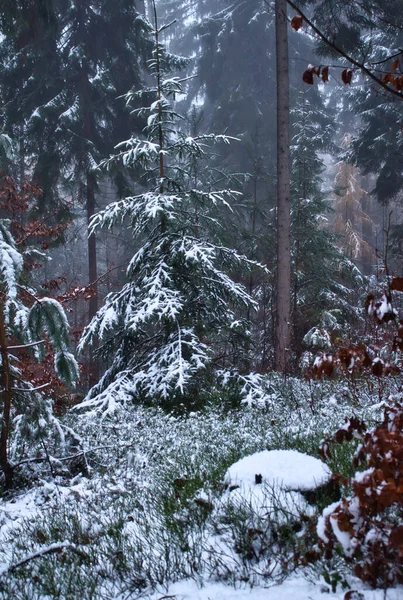 Μικρό Πράσινο Δέντρο Καλυμμένο Χιόνι Μια Κρύα Ομιχλώδη Ημέρα Της — Φωτογραφία Αρχείου