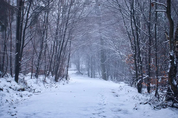 Äste Über Verschneiten Pfad Pfälzer Wald Einem Neblig Kalten Herbsttag — Stockfoto