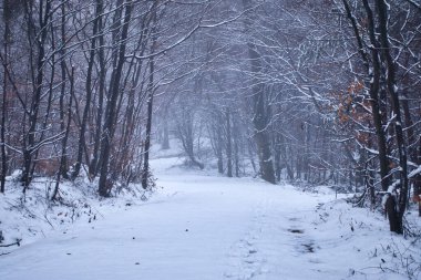 Dallar, soğuk ve sisli bir sonbahar gününde Almanya 'nın Palatinate ormanındaki yürüyüş yolunun tepesine katlanır..