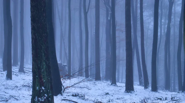 Almanya Soğuk Bir Sonbahar Öğleden Sonrasında Palatinate Ormanı Nın Ağaçlarında — Stok fotoğraf