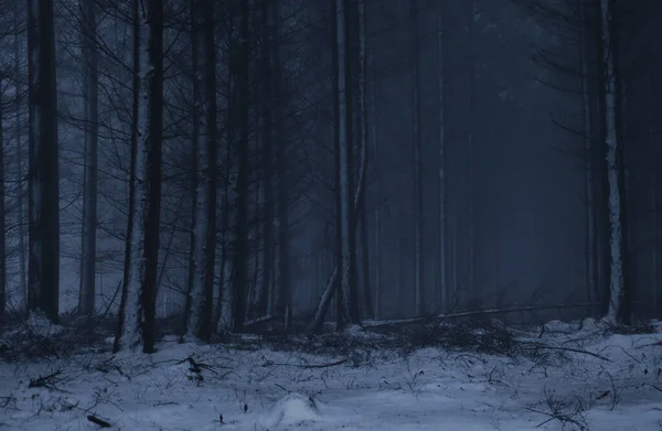 Dark Forest Snow Tree Trunks Ground Foggy Fall Day Palatinate — Photo