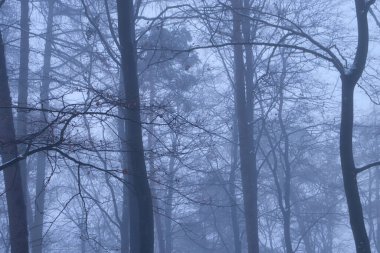 Almanya 'nın Palatinate ormanında soğuk, karlı ve sisli bir günde çıplak dalları olan ağaçların tepeleri..