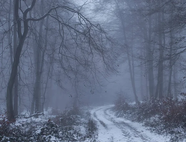 Tree Branch Hanging Snowy Walking Path Palatinate Forest Germany Foggy — ストック写真