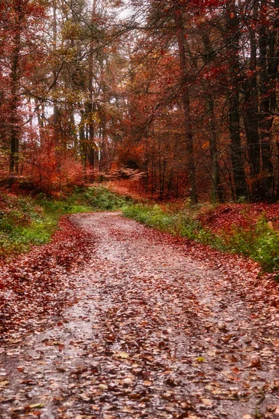 Yellow Brown Leaves Muddy Walking Path Surrounded Green Plants Trees — Stockfoto