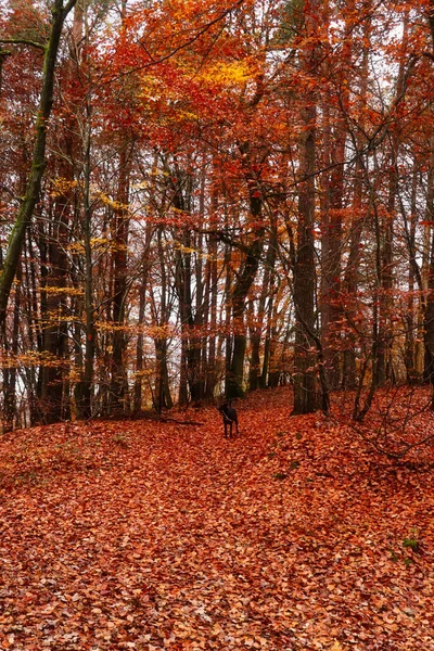 Black dog standing under a tree with colorful red, orange and yellow leaves on a walking path covered with leaves on a fall day in the Palatinate forest of Germany.