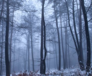 Almanya 'da bir sonbahar günü, Derebeyi Ormanı' ndaki çıplak ağaçların etrafında hafif kar ve yoğun sis vardı..