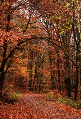 Dallar, Palatinate Ormanı 'nda, ağaçlarda ve Almanya' da bir sonbahar gününde, renkli turuncu, kırmızı ve sarı yapraklarla yürüme yolu üzerinde kıvrılmış..