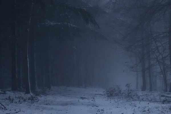 Heavy Fog Snowy Walking Path Surrounded Trees Cold Fall Day — Stok fotoğraf