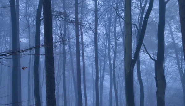 Dense Fog Bare Trees Fall Day Palatinate Forest Germany — Stock Photo, Image