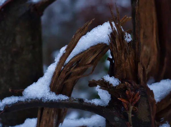 Branche Arbre Brisée Couverte Neige Glace Dans Forêt Palatinale Allemagne — Photo