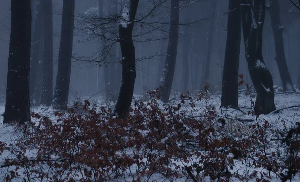 Karlı Sisli Soğuk Bir Sonbahar Gününde Almanya Nın Palatinate Ormanında — Stok fotoğraf