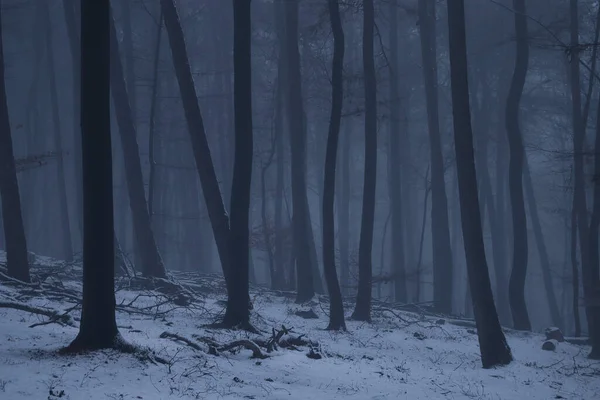 Tall Skinny Bare Trees Dark Palatinate Forest Cold Foggy Snowy — Stock fotografie