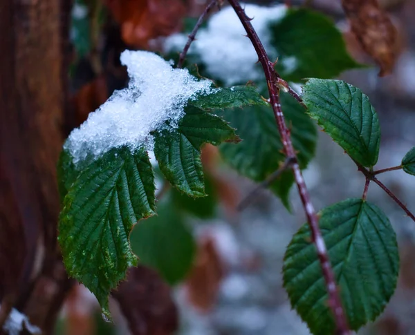 Feuilles Vertes Sur Les Branches Avec Des Épines Couvertes Neige — Photo