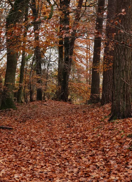 Восени Ліси Коричневим Листям Деревах Землі Німеччині — стокове фото