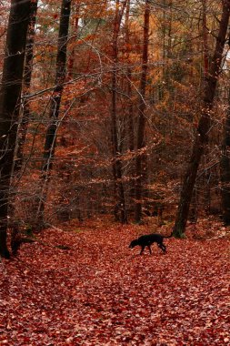 Almanya 'nın Palatinate ormanında, sarı ve turuncu renkli ağaçların altında ölü kahverengi yapraklar üzerinde yürüyen siyah köpek..
