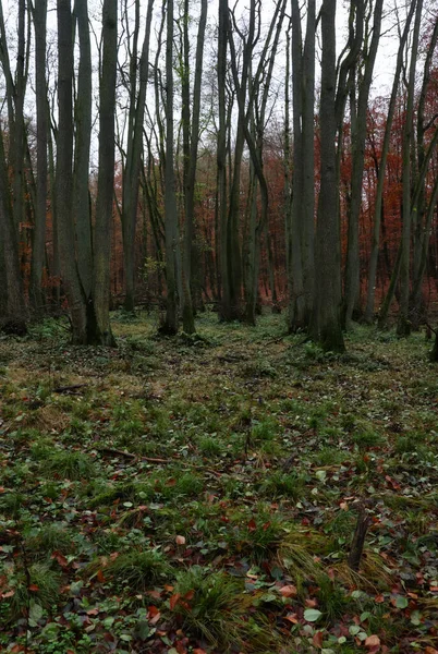 Tall Skinny Trees Growing Close Together Palatinate Forest Germany Fall — Fotografia de Stock