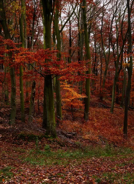 Mulitple Skinny Trees Red Orange Yellow Leaves Fall Day Palatiante — Foto de Stock