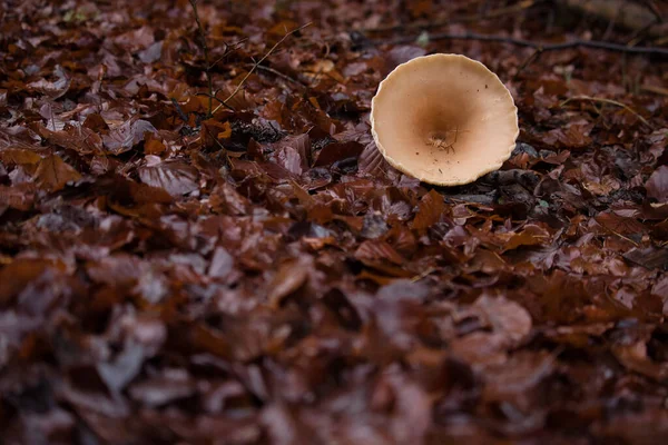 Top of light brown mushroom with debris in the capp surrounded by wet brown leaves on the floor of the Palatinate forest of Germany on a fall day.