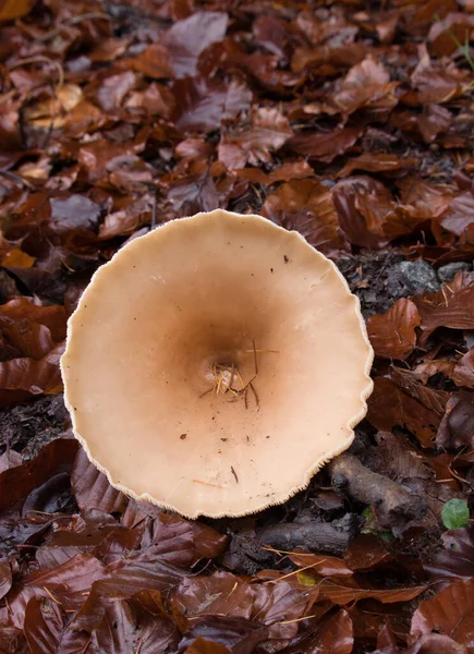 Top of light brown mushroom cap growing in the Palatinate forest amid dead leaves on a fall day in Germany.