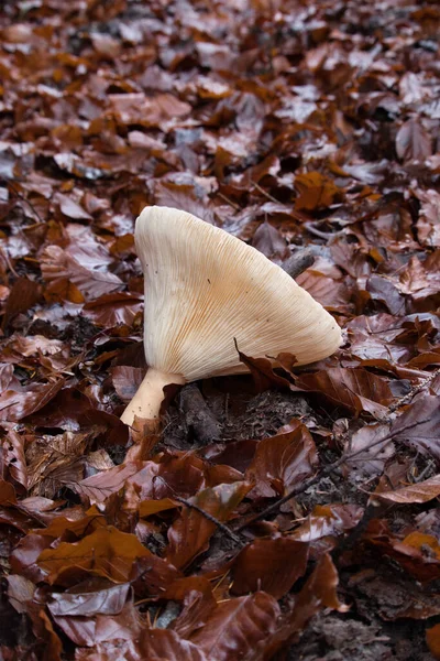 Side Broken White Mushroom Surrounded Wet Brown Leaves Palatinate Forest — Stock Photo, Image