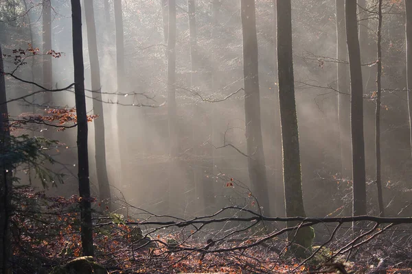 Light Shining Fog Trees Palatinate Forest Germany Fall Afternoon — Foto de Stock
