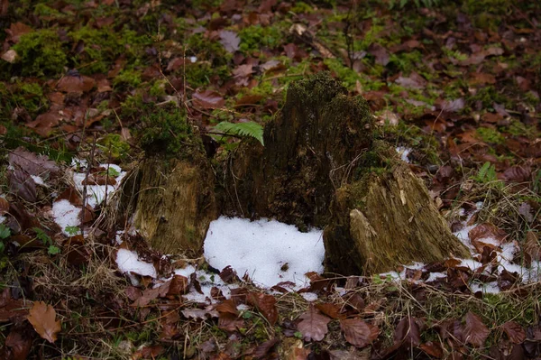 Snow Leaves Small Tree Stump Palatinate Forest Fall Day Germany — 스톡 사진