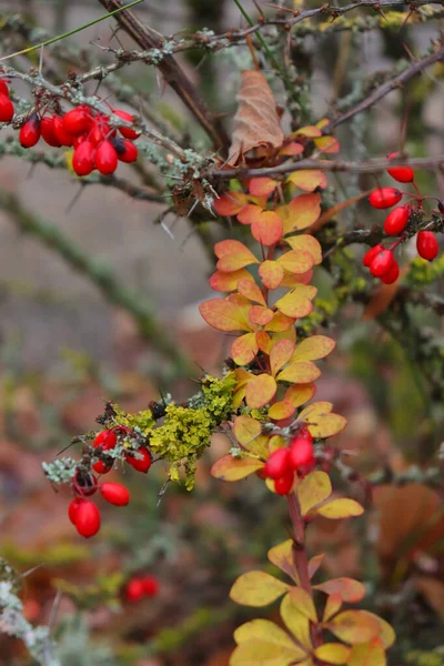 Small Bright Red Oval Berries Japanese Barberry Branch Thorns Yellow — стоковое фото