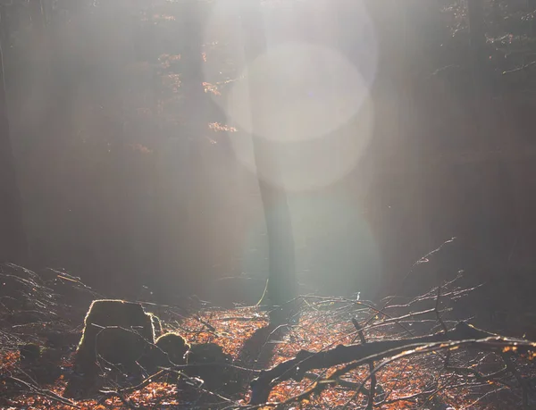 Sun Shining Tree Palatinate Forest Foggy Fall Afternoon Germany — Photo