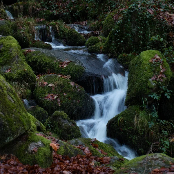 Small Stream Water Flowing Rocks Green Moss Fall Day Black — Foto Stock