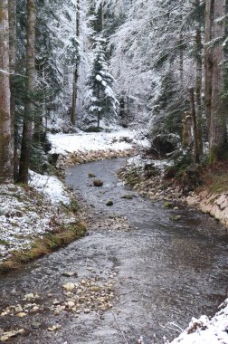 Stream surrounded by snow covered trees on a cold day in the Bavarian Alps of Germany.
